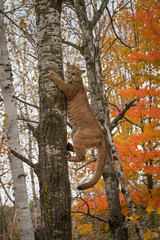 Cougar (Puma concolor) Hangs on to Side of Tree