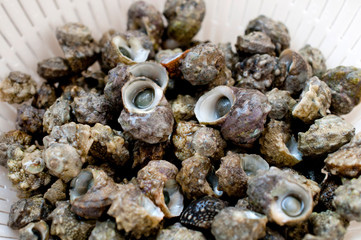 チンボーラー（カンギクガイ）