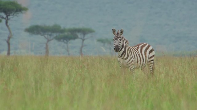 A zebra curiously looks straight ahead and twitches its ears as a spotted hyena walks across behind him