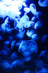 Jellyfish in the aquarium - obrazy, fototapety, plakaty