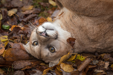 Cougar (Puma concolor) Rolls in Autumn Leaves