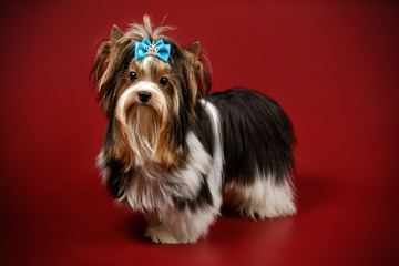 Biewer Yorkshire Terrier on colored backgrounds