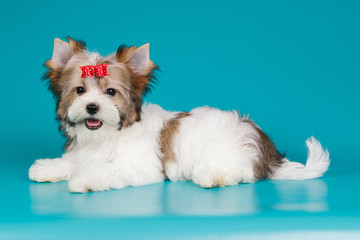Biewer Yorkshire Terrier on colored backgrounds