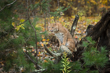 Bobcat (Lynx rufus) Perched on Root Bundle