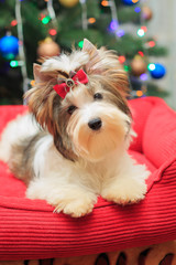 Biewer Yorkshire Terrier on colored backgrounds