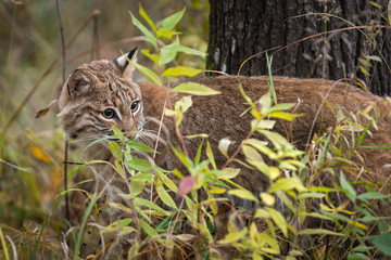 Bobcat (Lynx rufus) Stands Behind Grasses