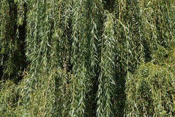 Weeping Willow Background - Leaves Falling Down in a Wave
