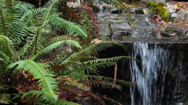 Crashing water falling past a wet calm fern in the beautiful fall colors