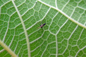 Aphids on the green leaf