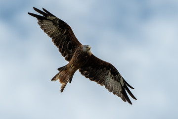 Obraz premium Red Kite