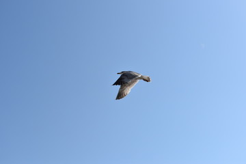 seagull flying low