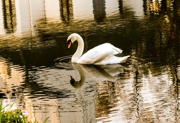 Fototapeta premium white swan in the pond