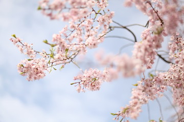 幸田文化公園の桜