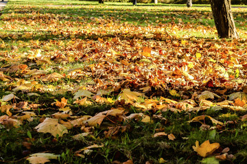 Obraz premium autumn foliage in the park in the evening