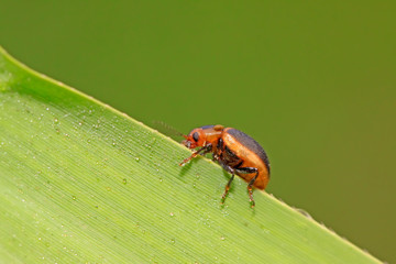 beetle in green grass