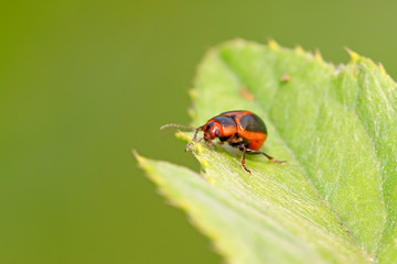 beetle in green grass
