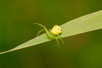 crab spider