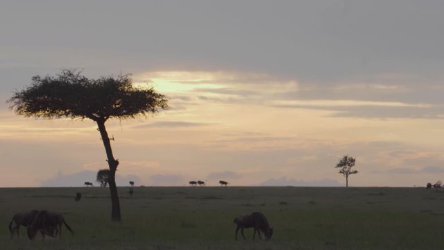 Blue wildebeest running across the Kenyan landscape of the Mara Maasai national park