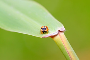 Ladybugs feed on aphids