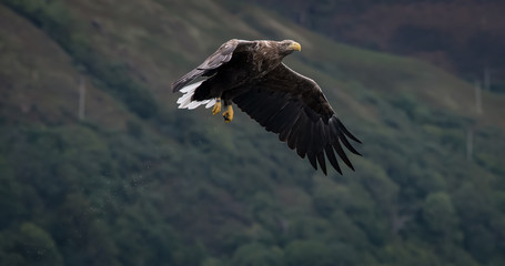 White tailed eagle