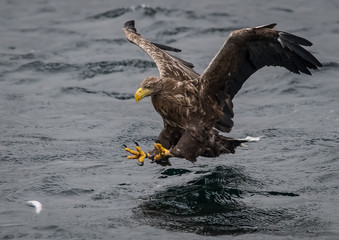 White tailed eagle