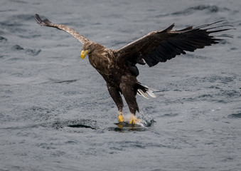 White tailed eagle