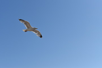 Fototapeta na wymiar seagull flying fast