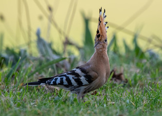 Hoopoe © Jason