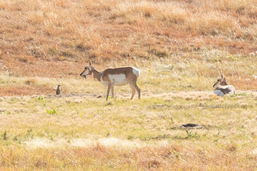 Pronghorn Antelope in the grasslands of South Dakota