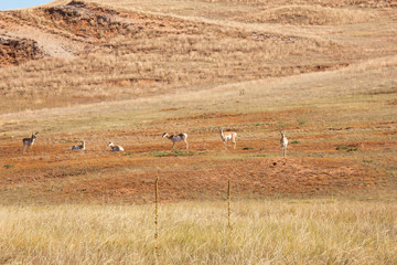 Obraz premium Pronghorn Antelope in the grasslands of South Dakota