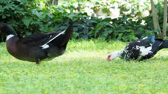 Big farm ducks clean its feathers and search in grass for food