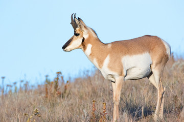 Naklejka na ściany i meble Pronghorn Antelope in the grasslands of South Dakota