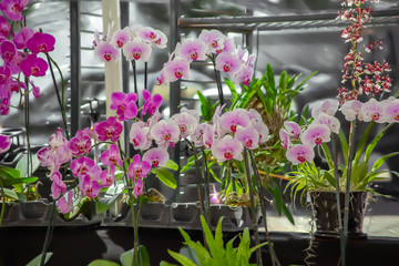Multi-colored orchids grouped at the community farmers market.