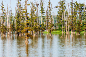 cypress trees