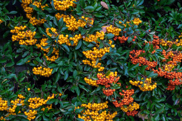 Hecke aus Feuerdorn (Pyracantha)