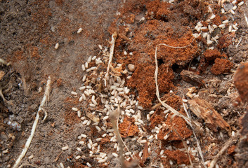 Anthill