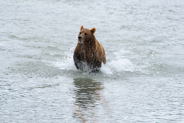 Fototapeta premium Bear and nature