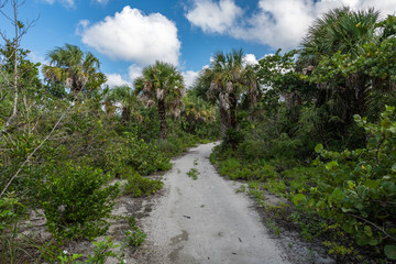Fototapeta na wymiar palm tree path