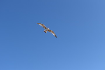 seagull flying high