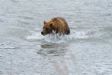 Bear and nature