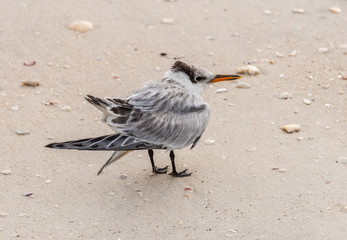 beach birds