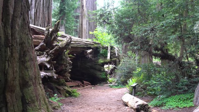 Redwood National Park Jedidiah Smith Forest