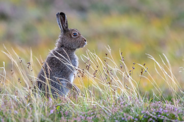 mountain hare