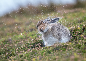 Very wet mountain hare