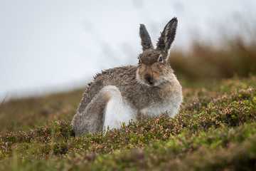  Wet mountain hare