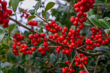 Stechpalme (Ilex aquifolium), mit roten Früchten