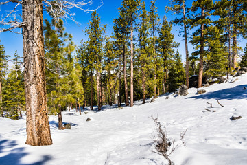 Winter landscape in Van Sickle Bi-State Park; south Lake Tahoe, California