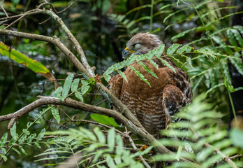 hawk