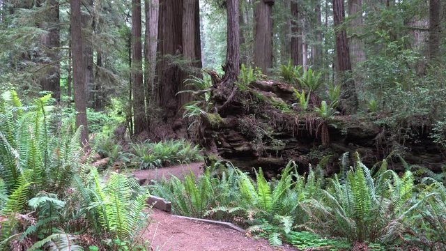 Redwood National Park Jedidiah Smith Forest
