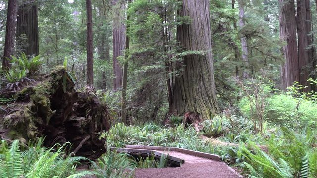 Redwood National Park Jedidiah Smith Forest